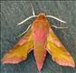 1992 (69.017)<br>Small Elephant Hawk-moth